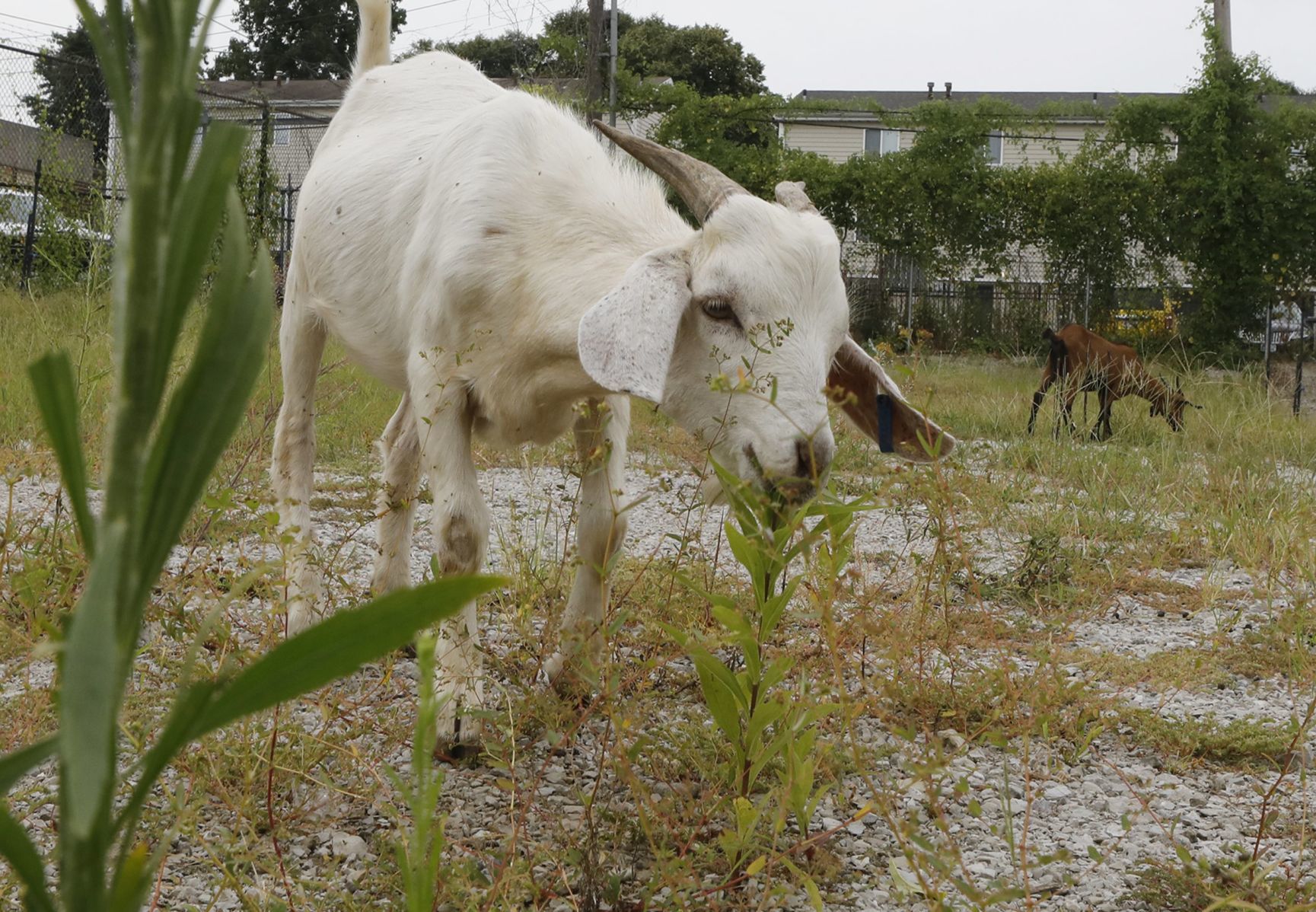 Goats make quick work of urban clearing